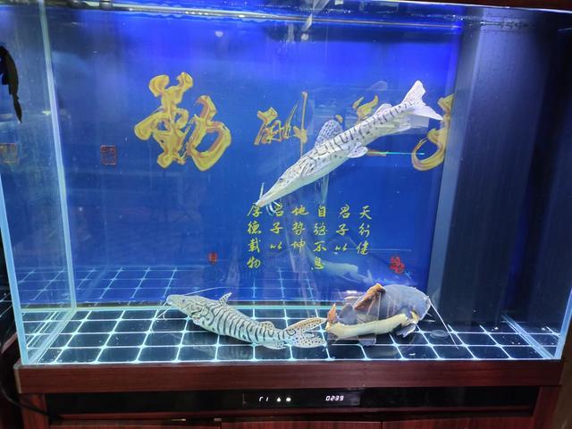 一米二的魚缸，養(yǎng)三條40厘米以上的觀賞魚，密度到底大不大？