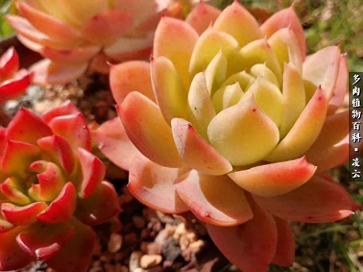 多肉戀曲：回眸一笑百媚生，六宮粉黛無顏色！