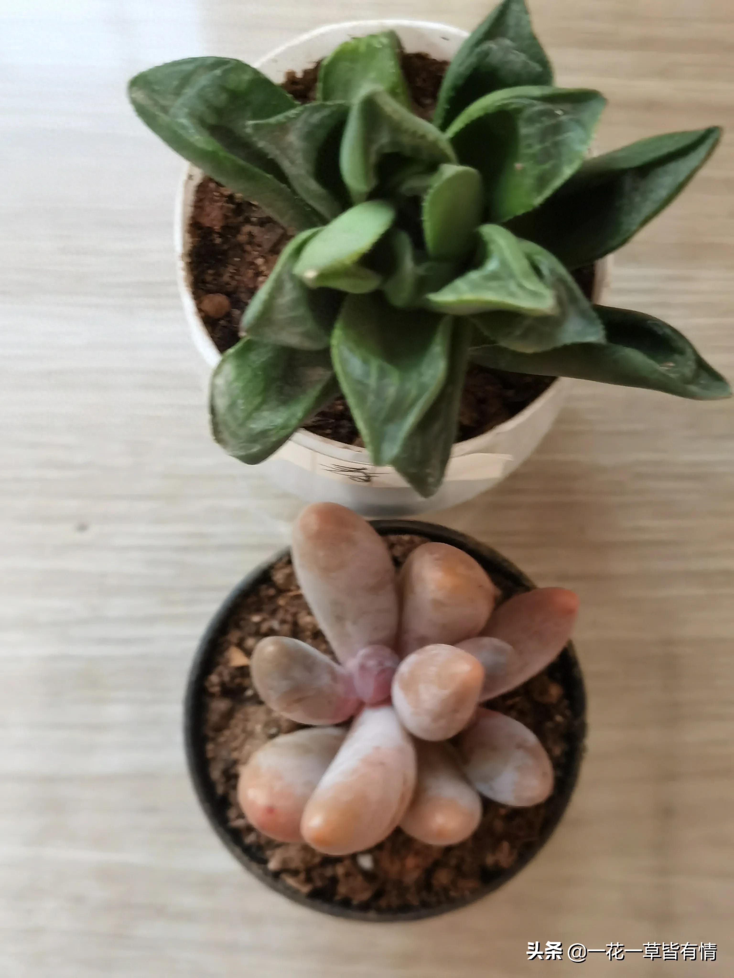 三個月前，入手的小多肉們，顏值都很好，現在長大的多肉更美了