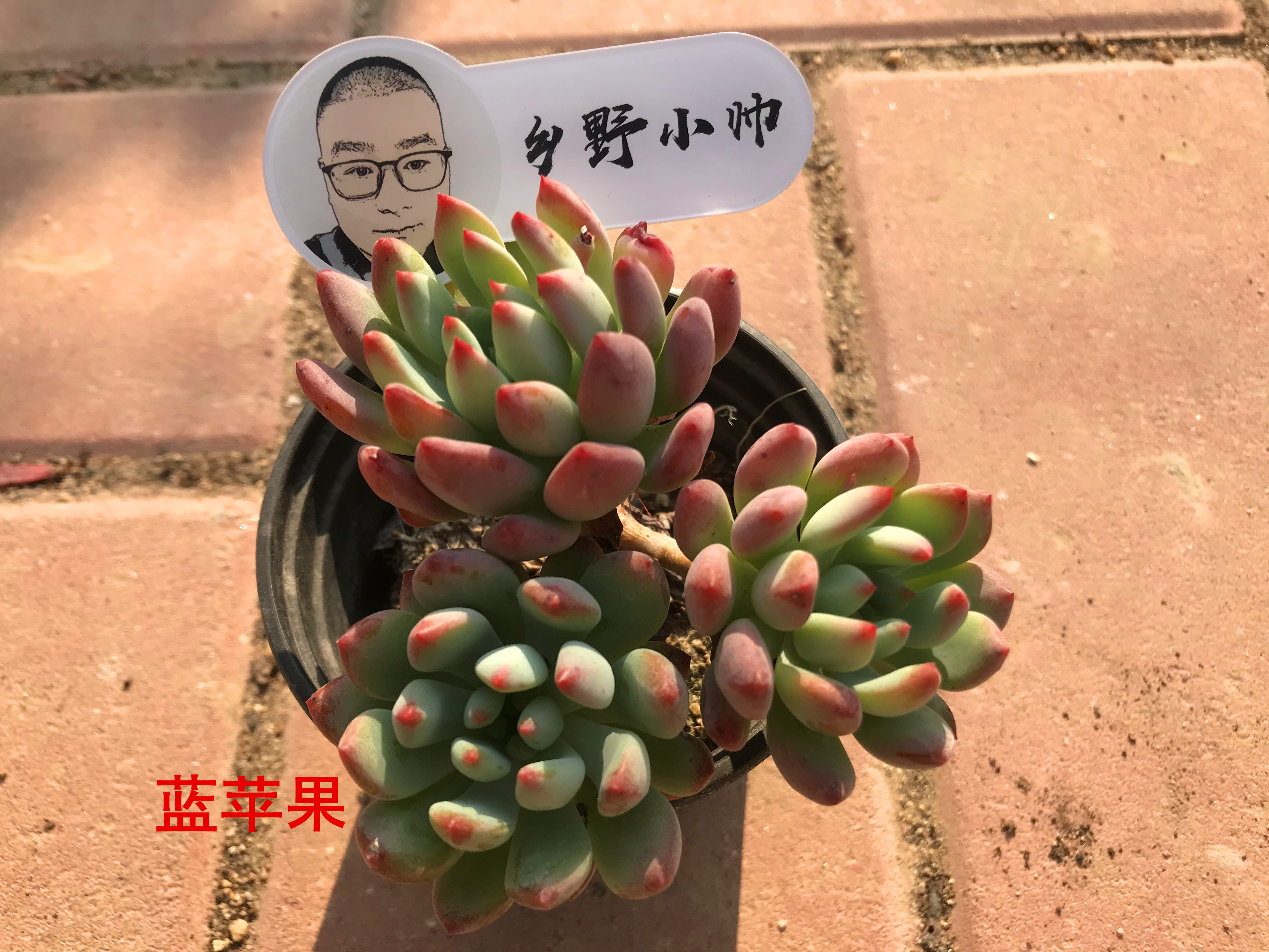 澆多肉水里放醋可以嗎_多肉澆多少水_澆多肉的水