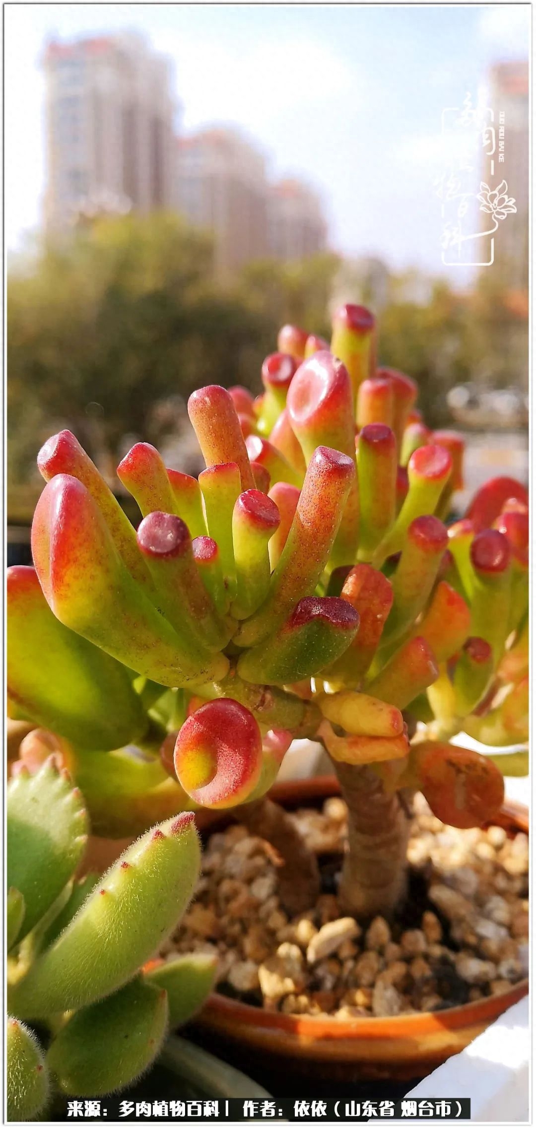 多肉白女王_冰女王多肉_多肉白雪女王