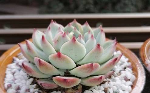 這種多肉最怕水，一個月不澆，反而胖成肉墩子！