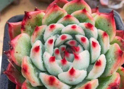 多肉澆多少水_澆多肉水最好是什么水_澆多肉的水