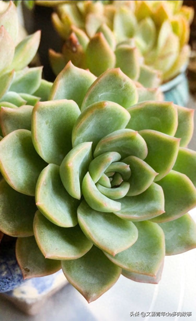 景天多肉的代表莎莎女王，夏季褪色不可怕，安全度夏才是硬道理