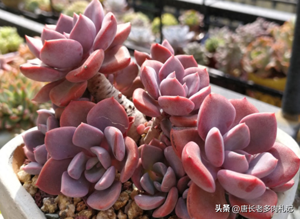 多肉品種何其多，但黛比和彩虹糖永遠是經典，養好之后全年不褪色