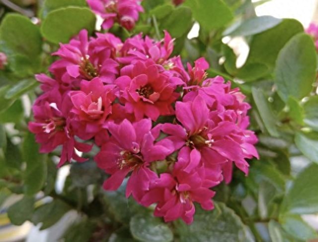 多肉長壽花怎么養殖_長壽花是多肉嗎_多肉長壽花