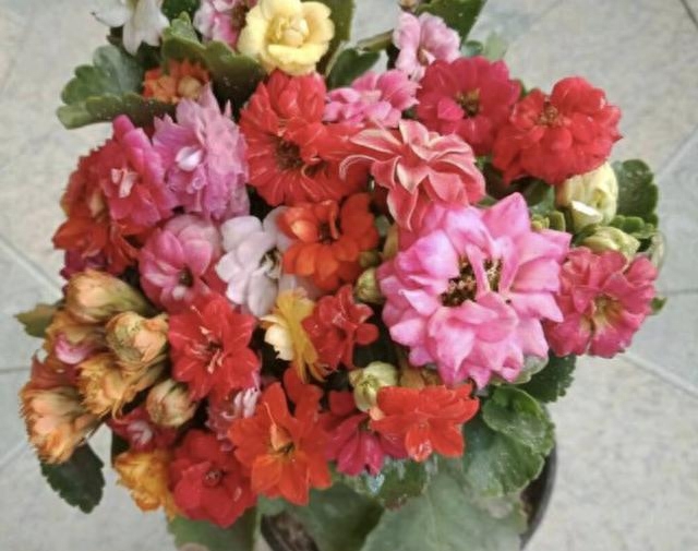 多肉長壽花怎么養殖_多肉長壽花_長壽花是多肉嗎