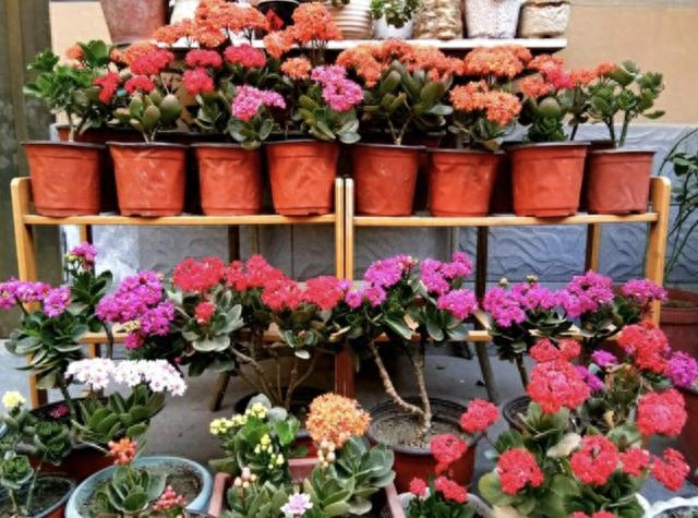 長壽花是多肉嗎_多肉長壽花_多肉長壽花怎么養殖