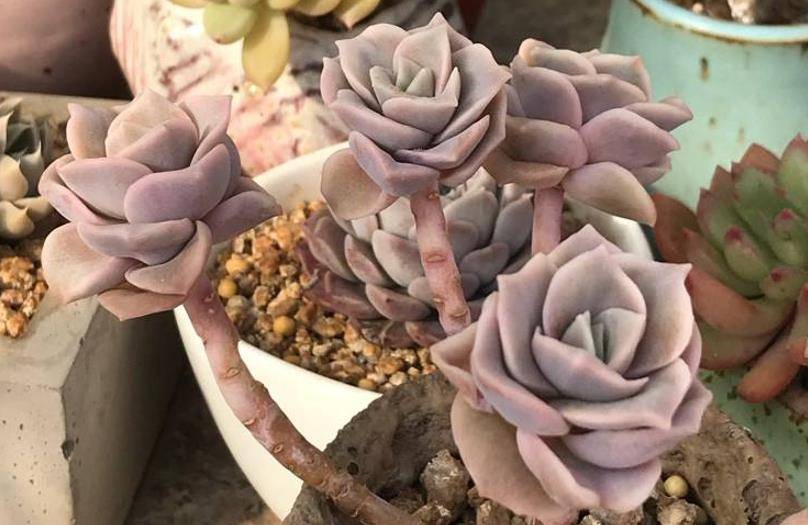 多肉可愛玫瑰_多肉植物可愛玫瑰_玫瑰可愛多肉怎么養