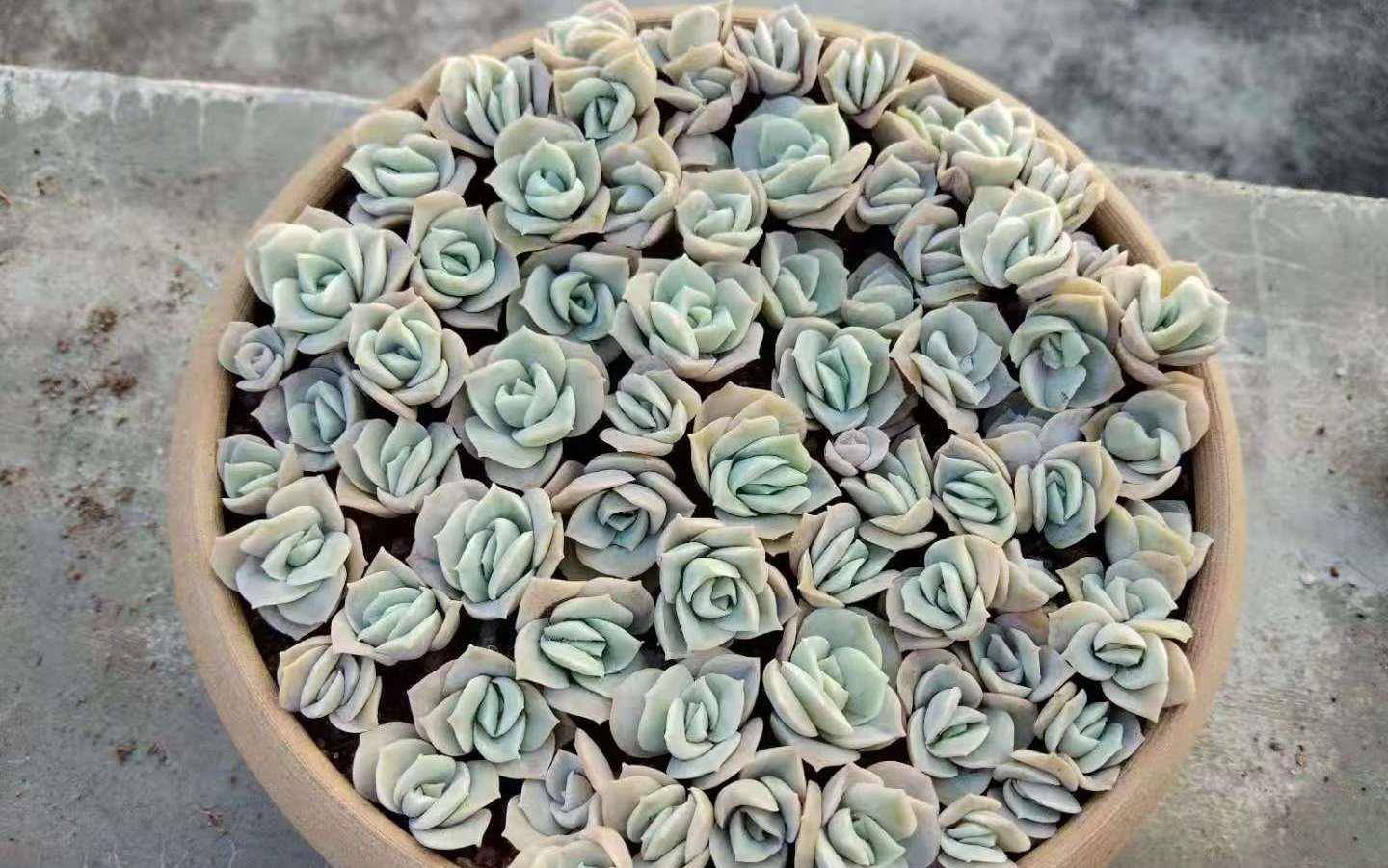 多肉可愛玫瑰_玫瑰可愛多肉怎么養_多肉植物可愛玫瑰