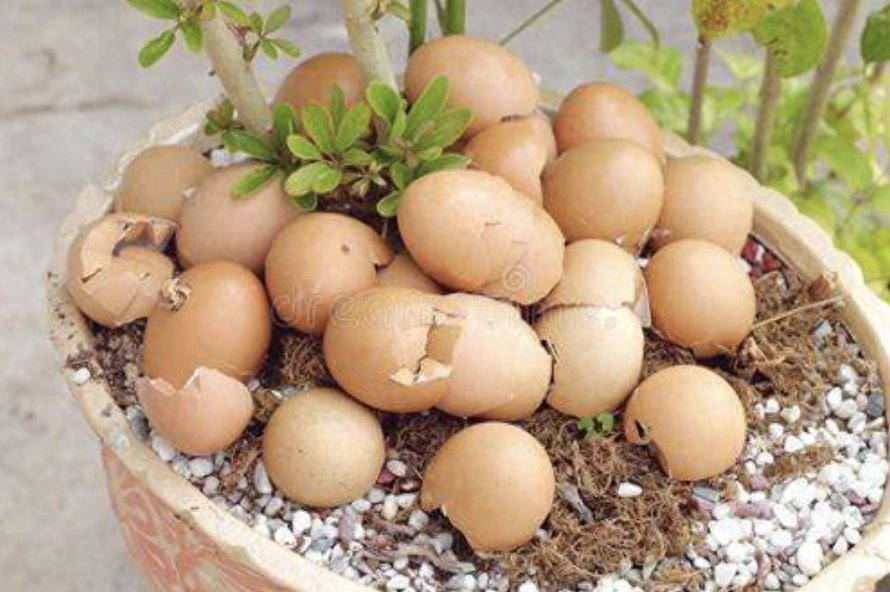 多肉長壽花_多肉長壽花怎么養殖_長壽花是多肉嗎