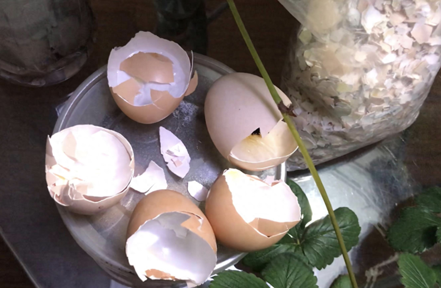 長壽花是多肉嗎_多肉長壽花怎么養殖_多肉長壽花