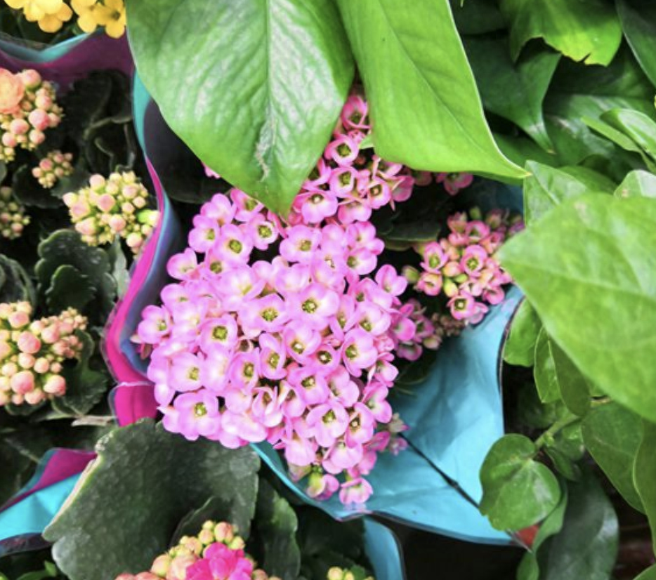 多肉長壽花怎么養殖_長壽花是多肉嗎_多肉長壽花