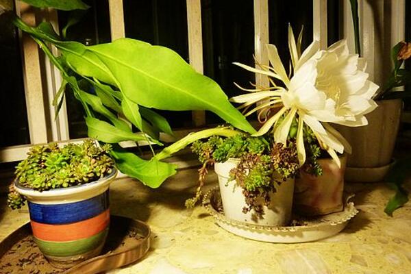 曇花幾天澆一次水，不同的季節澆水頻率也不相同