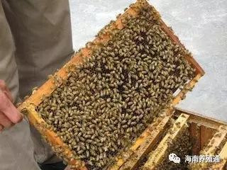 十大冷水觀賞魚_冷水觀賞魚什么魚最好養_冷水觀賞魚大全品種圖片