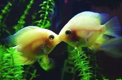 【魚】十大經(jīng)典淡水觀賞魚，絕對(duì)有你養(yǎng)過的!