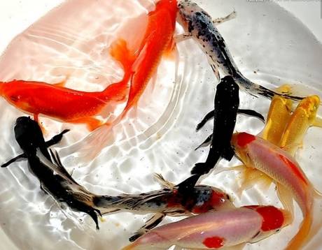 冷水觀賞魚什么魚最好養_冷水觀賞魚大全品種圖片_十大冷水觀賞魚