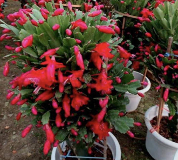 多肉植物長(zhǎng)壽花_長(zhǎng)壽的多肉_長(zhǎng)壽花是多肉嗎