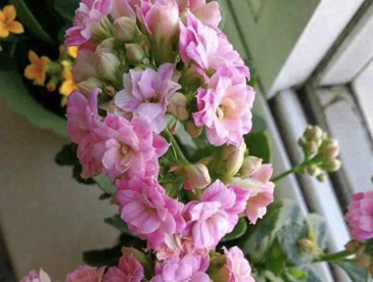 長(zhǎng)壽花是多肉嗎_多肉植物長(zhǎng)壽花_長(zhǎng)壽的多肉