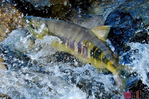 Sbike動植物百科：世界十大最兇猛淡水魚，其中一種剛剛滅絕，還是我國特有的。