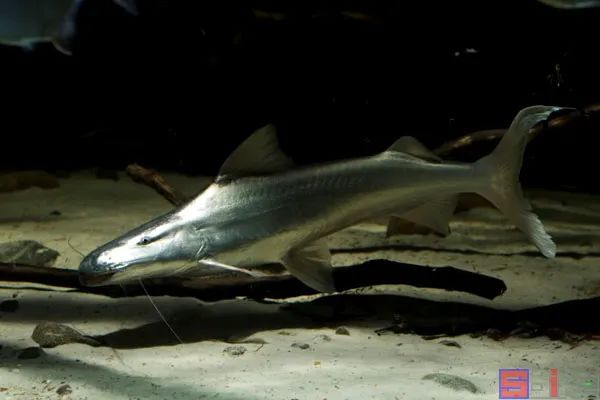 十大冷水觀賞魚_冷水觀賞魚有哪些品種_冷水觀賞魚哪個(gè)最好養(yǎng)最好看