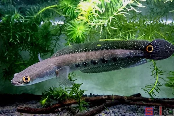 十大冷水觀賞魚_冷水觀賞魚有哪些品種_冷水觀賞魚哪個(gè)最好養(yǎng)最好看