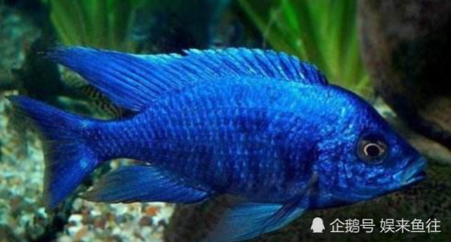 魚缸最好養的觀賞魚_魚缸養殖觀賞魚應該注意哪些_觀賞魚缸養魚好不好