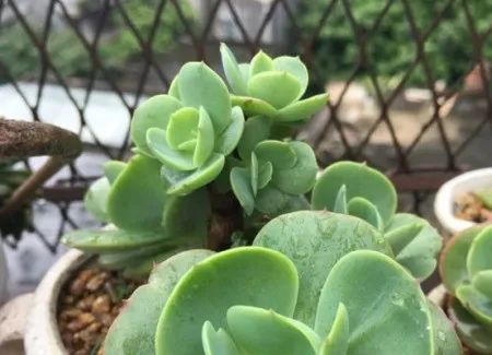 養多肉碧桃好不好_養多肉碧桃好養活嗎_多肉碧桃好養嗎