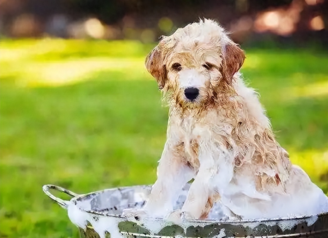 狗狗冬季洗澡篇：這幾個誤區，不要犯哦！