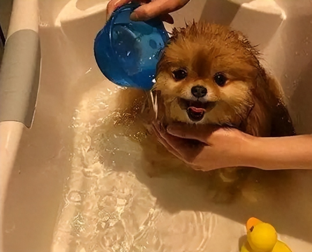 狗狗洗澡正確方法圖片_狗狗洗澡的流程圖_狗狗洗澡的正確方法