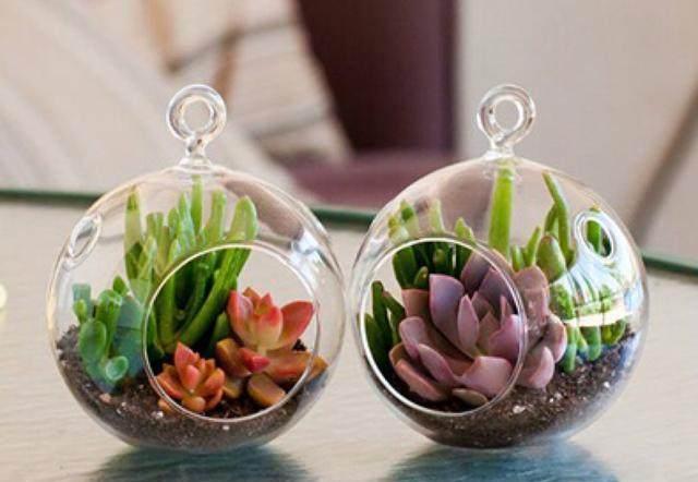 這才是多肉正確的澆水方法，難怪之前一直養不活，后悔知道晚了