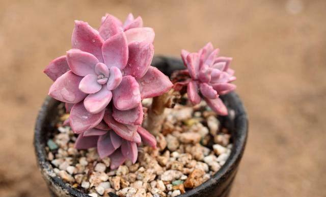 這才是多肉正確的澆水方法，難怪之前一直養不活，后悔知道晚了