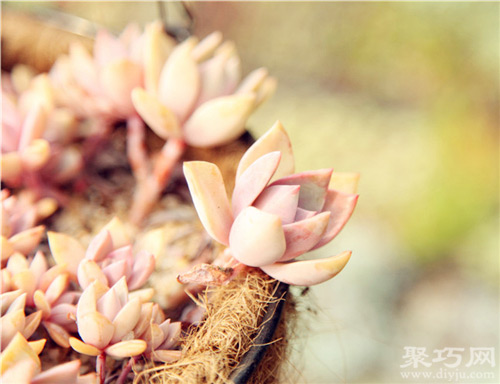 多肉植物初戀怎么養殖 多肉初戀繁殖方法