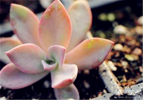 多肉植物初戀怎么養殖 多肉初戀繁殖方法