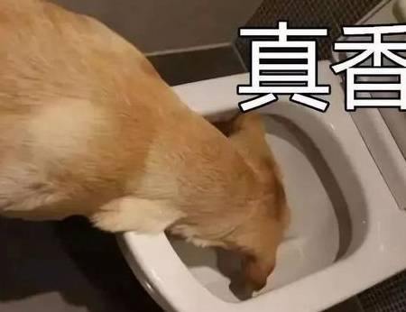 狗為什么喜歡吃屎呢？原來是有這5個(gè)原因！