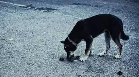原因小狗屎拉吃是怎么回事_狗拉的屎自己吃了怎么回事_小狗吃自己拉的屎是什么原因