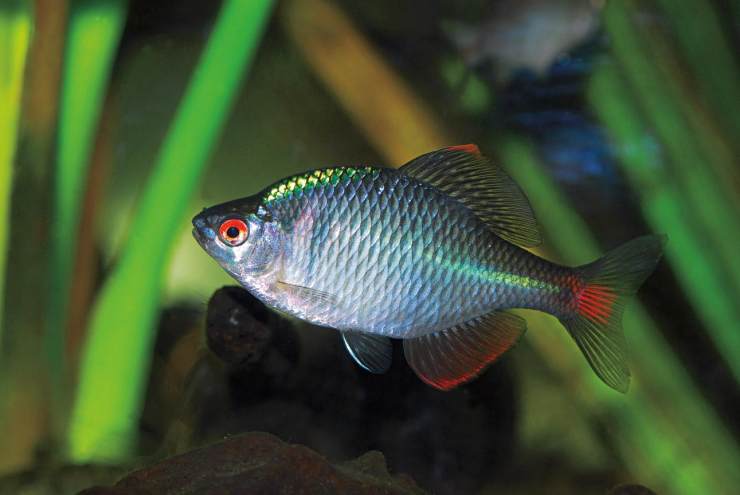 真想養(yǎng)魚不死魚？多年的親身實(shí)踐，只需這幾種觀賞魚能夠做到