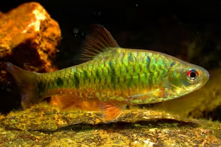 真想養(yǎng)魚不死魚？多年的親身實(shí)踐，只需這幾種觀賞魚能夠做到