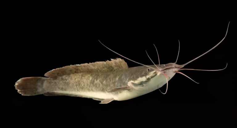 真想養(yǎng)魚不死魚？多年的親身實(shí)踐，只需這幾種觀賞魚能夠做到