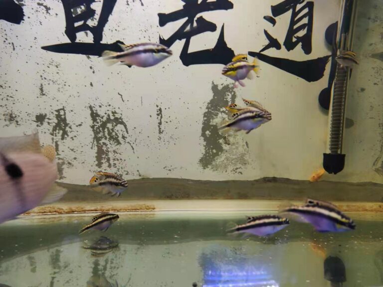 真想養(yǎng)魚不死魚？多年的親身實(shí)踐，只需這幾種觀賞魚能夠做到