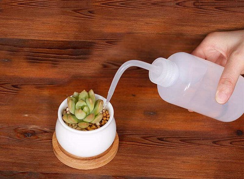 多肉澆水的正確方法 澆水注意事項