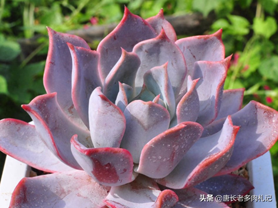 多肉植物露西娜_多肉露西娜_多肉露西娜的養(yǎng)殖方法