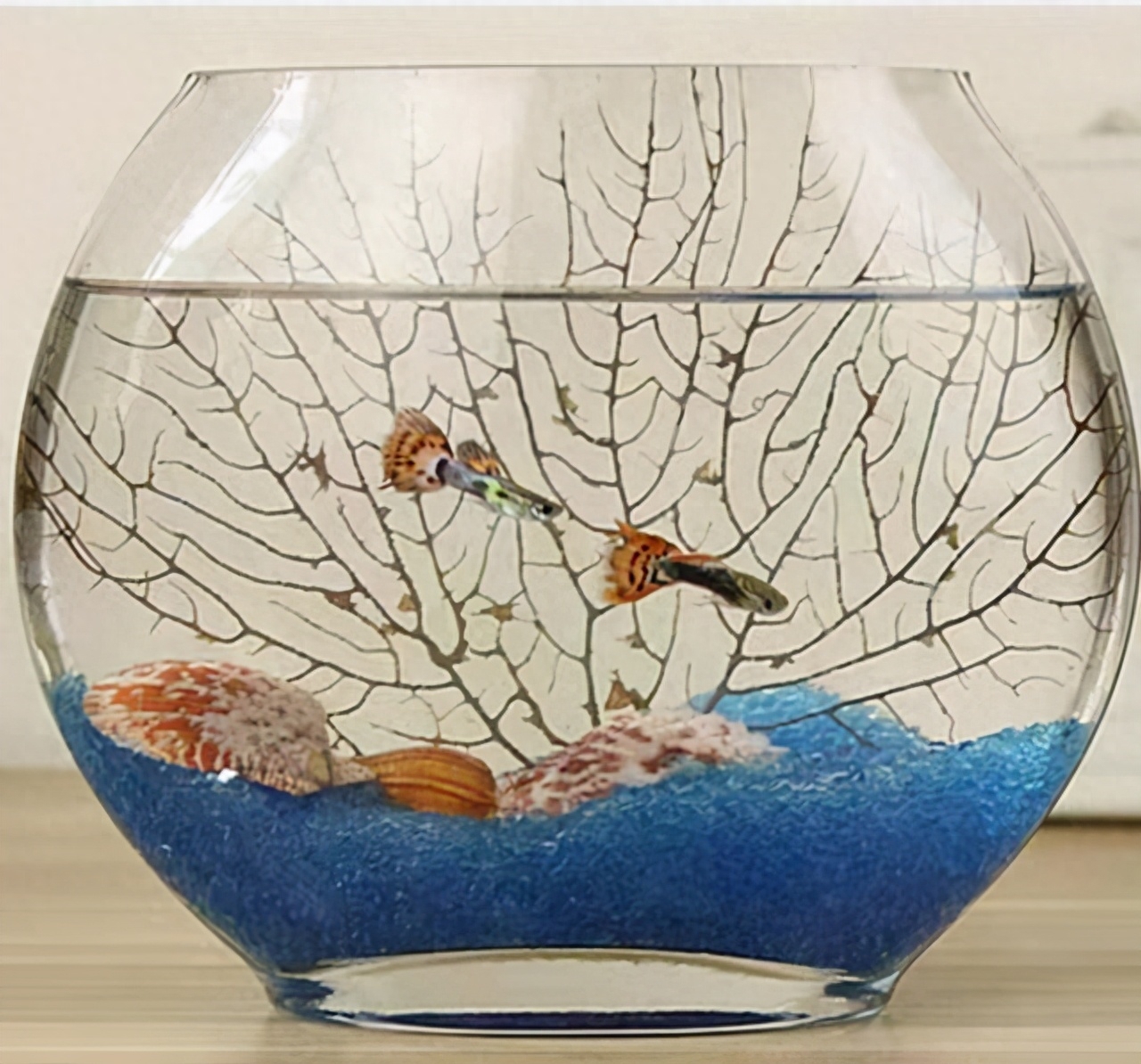 觀賞魚交易平臺app_觀賞魚交易平臺哪個好_觀賞魚交易平臺