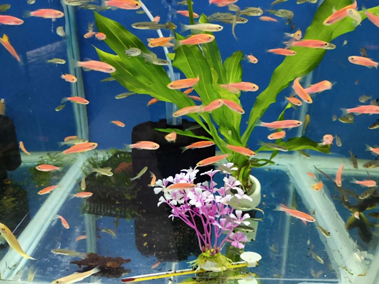 觀賞魚交易平臺哪個好_觀賞魚交易平臺_觀賞魚交易平臺app