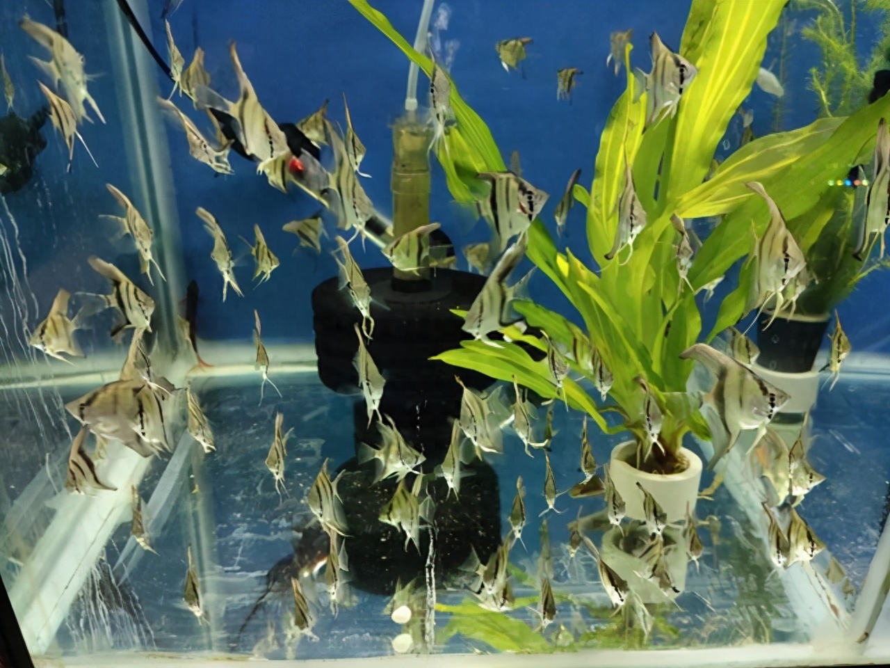 觀賞魚交易平臺哪個好_觀賞魚交易平臺_觀賞魚交易平臺app