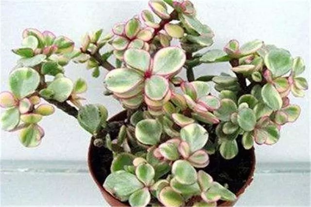 多肉雅樂之舞_多肉植物品種雅樂之舞_多肉雅樂之舞怎么養(yǎng)殖