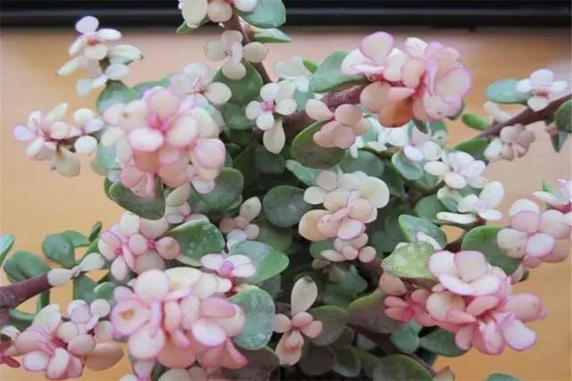 多肉雅樂之舞怎么養(yǎng)殖_多肉植物品種雅樂之舞_多肉雅樂之舞