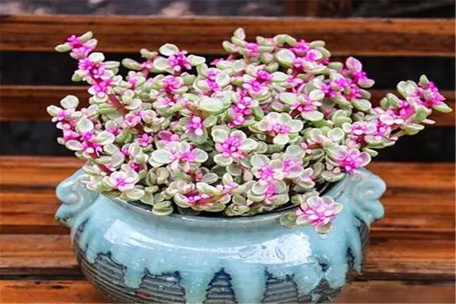 多肉雅樂之舞怎么養(yǎng)殖_多肉植物品種雅樂之舞_多肉雅樂之舞