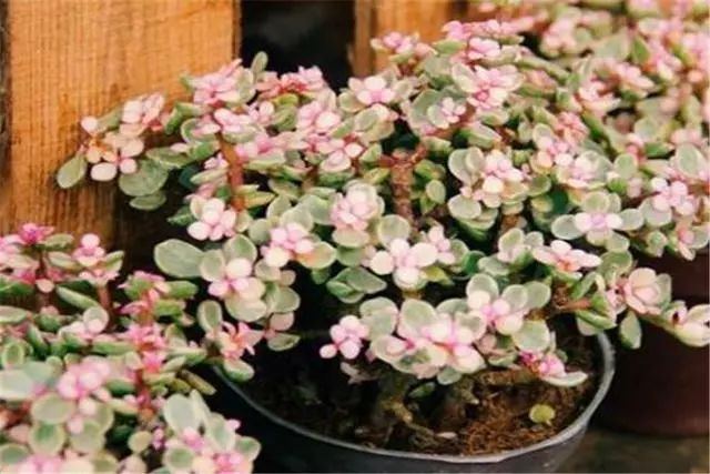 多肉植物品種雅樂之舞_多肉雅樂之舞怎么養(yǎng)殖_多肉雅樂之舞