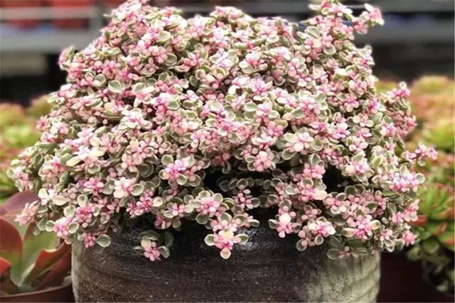 多肉雅樂之舞怎么養(yǎng)殖_多肉植物品種雅樂之舞_多肉雅樂之舞